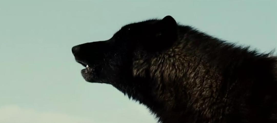 《狼》海报第16张图片 《狼》海报第16张图片