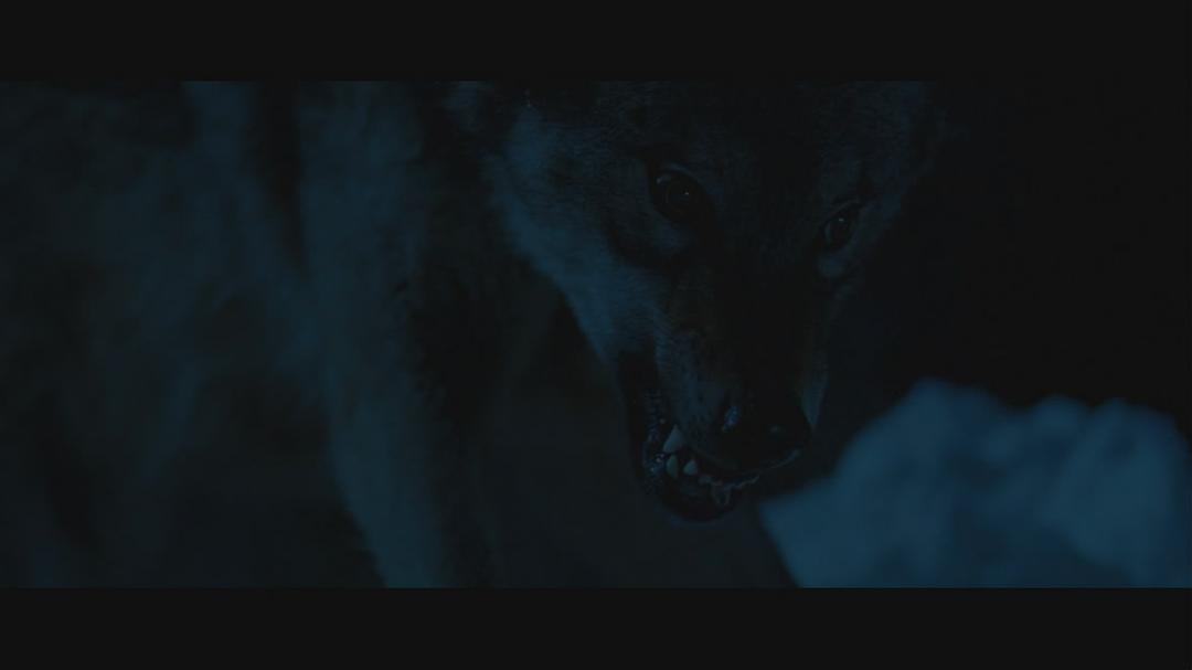 《灵犬雪莉》海报第45张图片 《灵犬雪莉》海报第45张图片