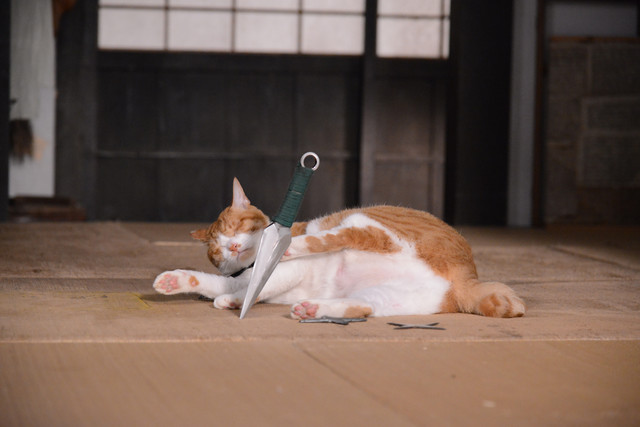 《猫忍》剧照第43张图片 《猫忍》剧照第43张图片