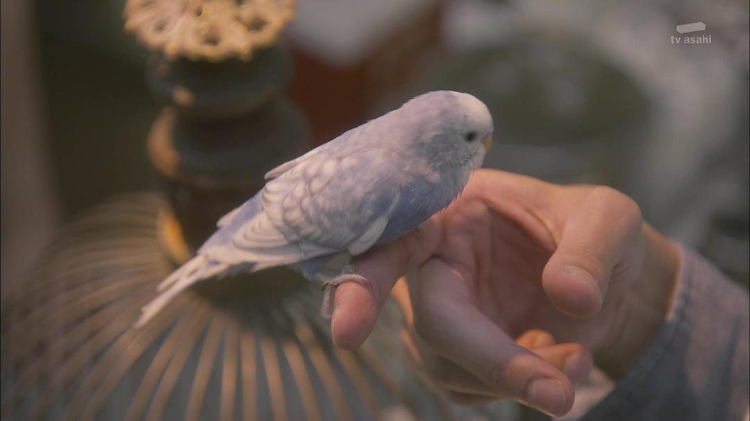 《我与尾巴与神乐坂》海报第13张图片 《我与尾巴与神乐坂》海报第13张图片