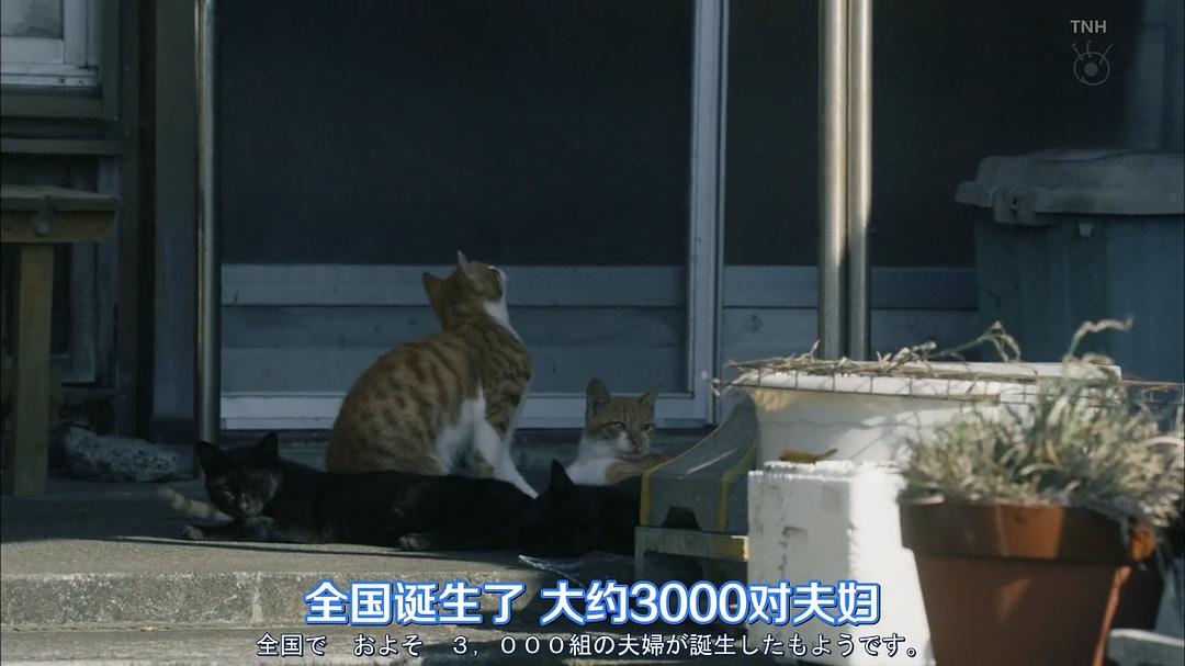 《结婚对象靠抽选》海报第40张图片 《结婚对象靠抽选》海报第40张图片