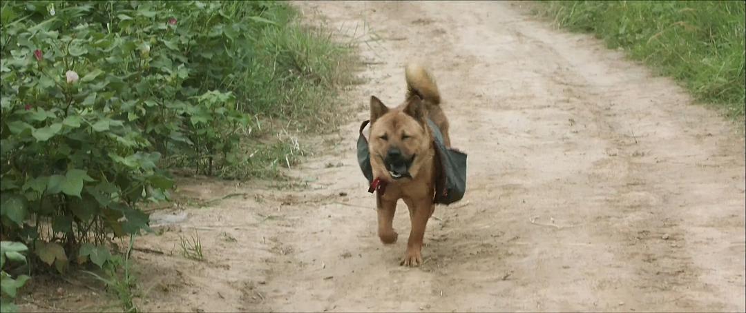 《百鸟朝凤》海报第43张图片 《百鸟朝凤》海报第43张图片