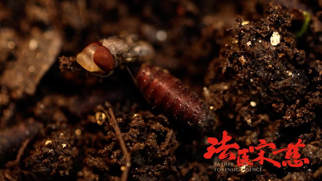 《法医宋慈》海报第33张图片 《法医宋慈》海报第33张图片