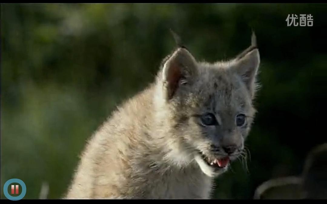 《河狸白毛历险记》海报第18张图片 《河狸白毛历险记》海报第18张图片