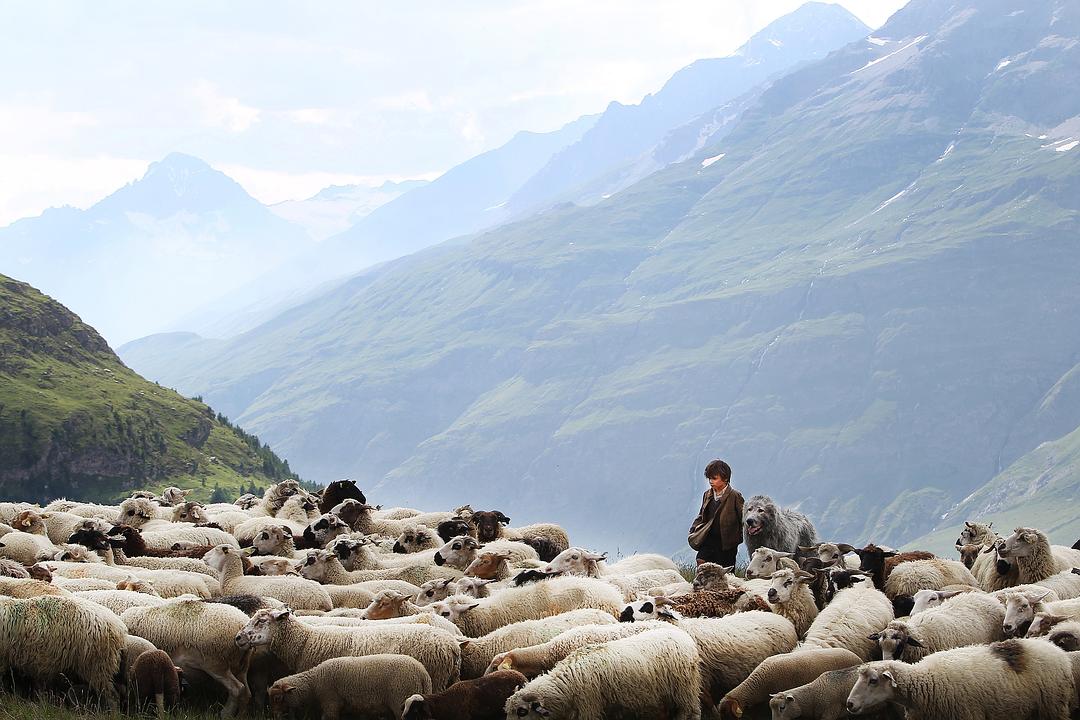 《灵犬雪莉》海报第12张图片 《灵犬雪莉》海报第12张图片