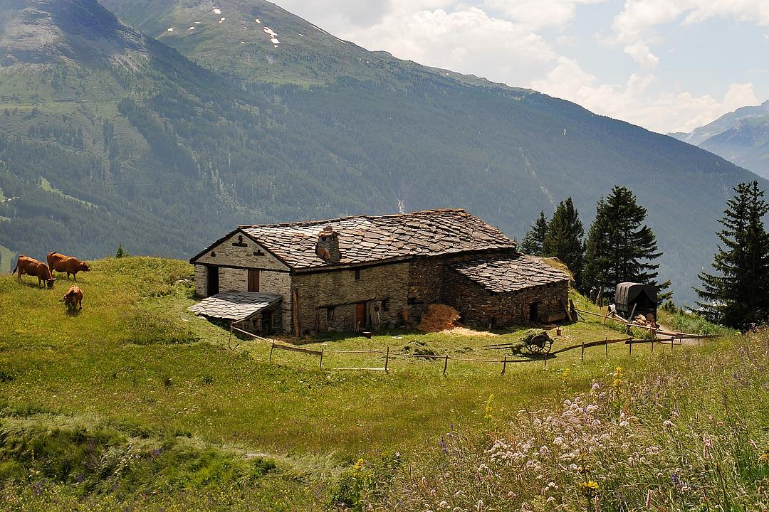 《灵犬雪莉》海报第11张图片 《灵犬雪莉》海报第11张图片