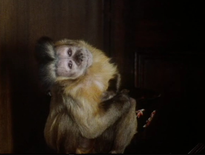 《幻术大师第一季》海报第28张图片 《幻术大师第一季》海报第28张图片