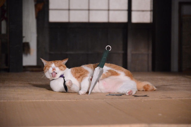 《猫忍》剧照第42张图片 《猫忍》剧照第42张图片