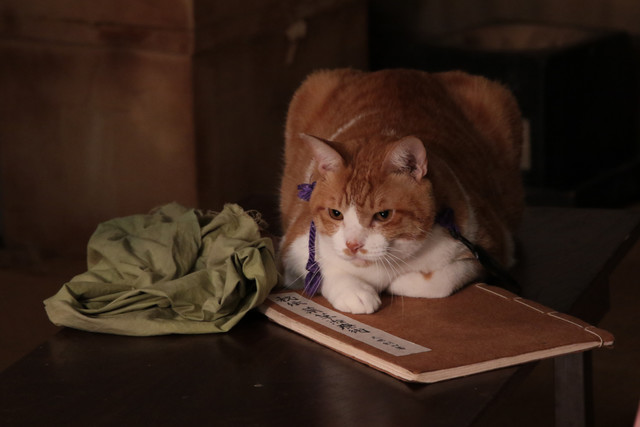 《猫忍》剧照第38张图片 《猫忍》剧照第38张图片