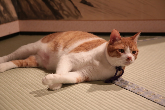 《猫忍》剧照第25张图片 《猫忍》剧照第25张图片