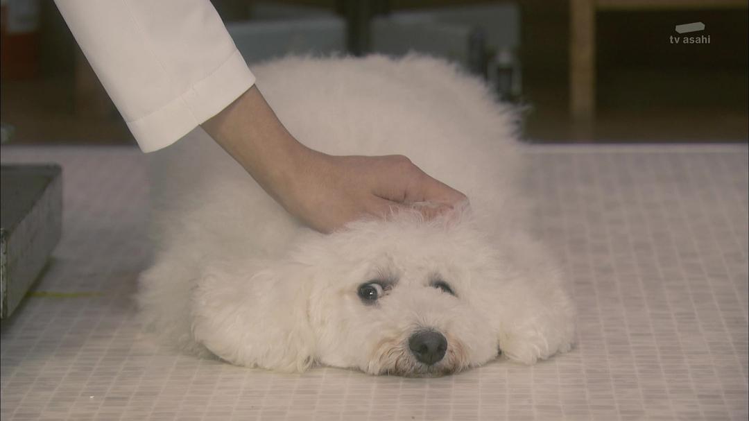 《我与尾巴与神乐坂》海报第11张图片 《我与尾巴与神乐坂》海报第11张图片