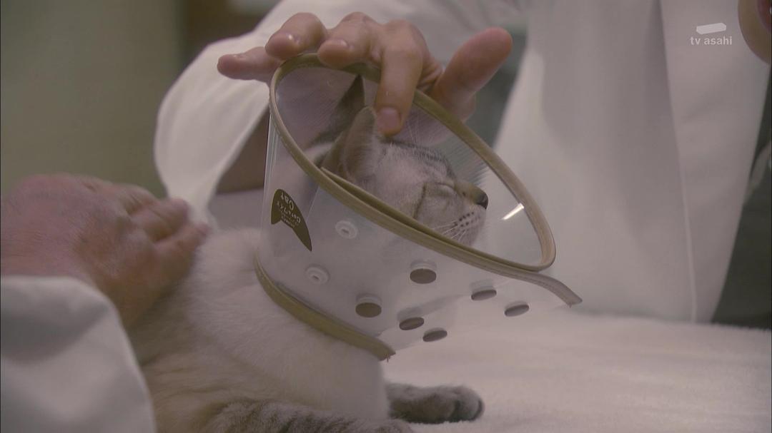 《我与尾巴与神乐坂》海报第56张图片 《我与尾巴与神乐坂》海报第56张图片