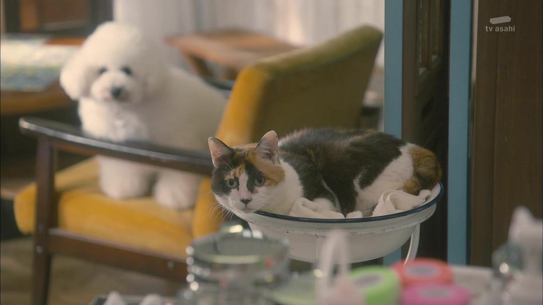 《我与尾巴与神乐坂》海报第48张图片 《我与尾巴与神乐坂》海报第48张图片