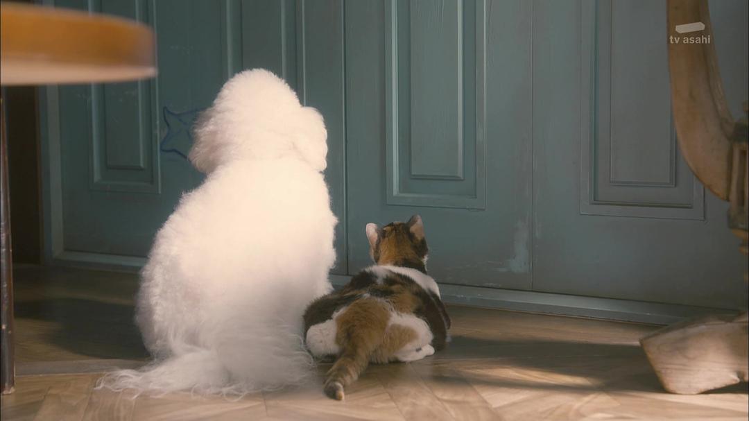 《我与尾巴与神乐坂》海报第29张图片 《我与尾巴与神乐坂》海报第29张图片