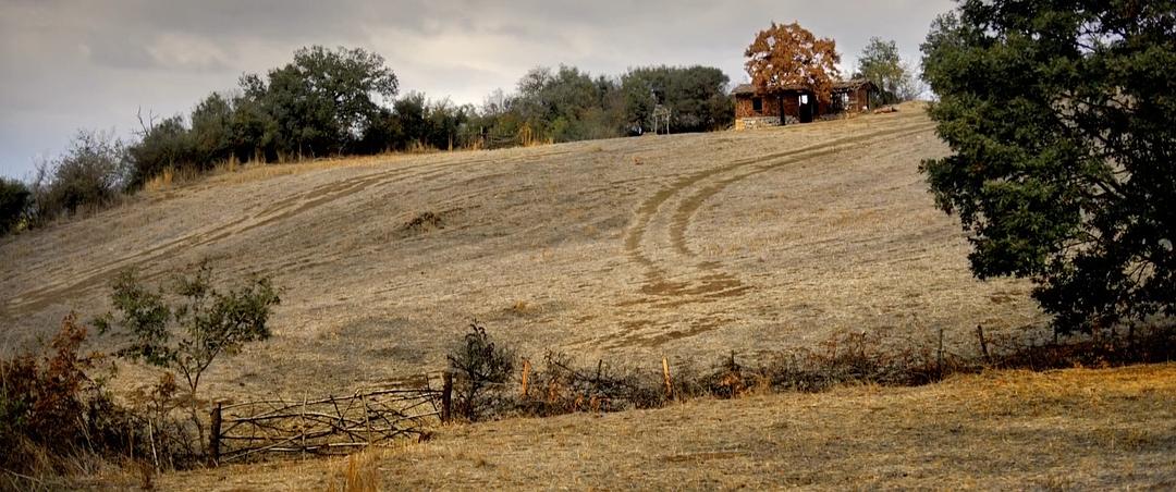 《野梨树》海报第44张图片 《野梨树》海报第44张图片