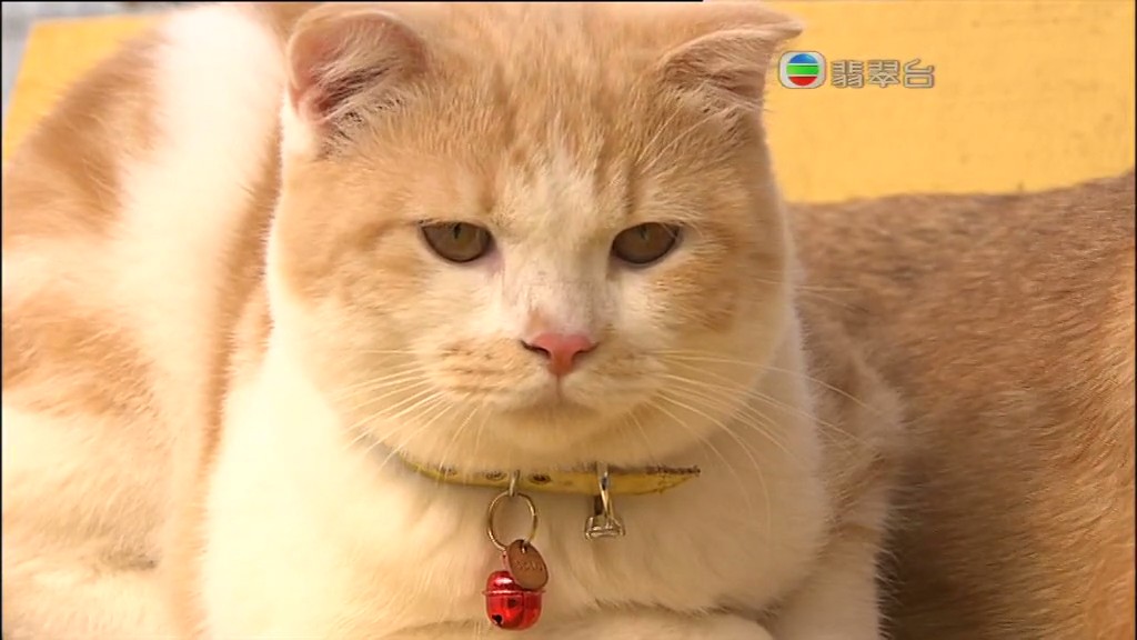 《当狗爱上猫》剧照